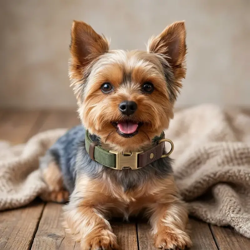 Didog Soft PU Leather Dog Collars for Small Dogs,Classic Adjustable Dog Collars with Quick Release Metal Buckle,Easy Clean...