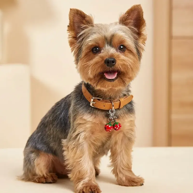 Sammy with the EXPAWLORER Strawberry Bell Collar Charms (2-Pack)