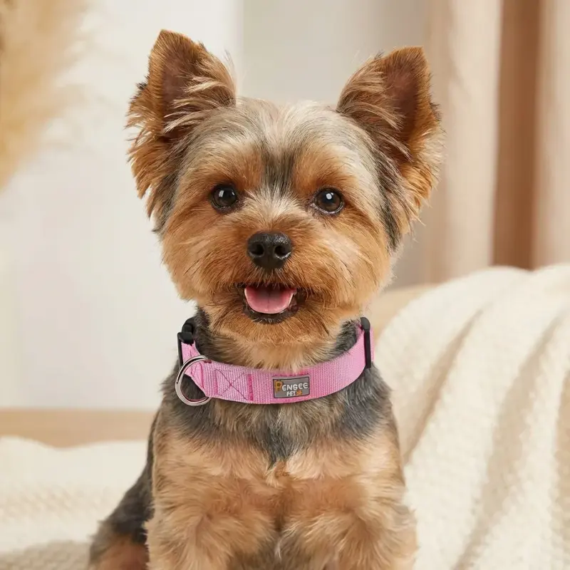 Sammy the Yorkshire Terrier with the PENSEEPET Pink Adjustable Nylon Dog Collar