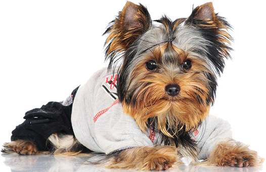 Online Yorkie Clothes and Accessories 