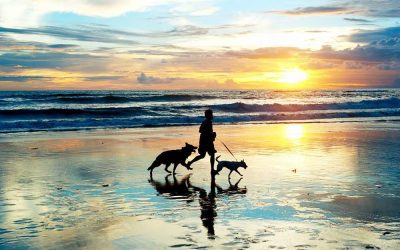 6 Benefits Of Going For A Run With My Dog