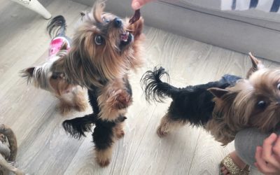What Is the Lifespan of a Yorkie?