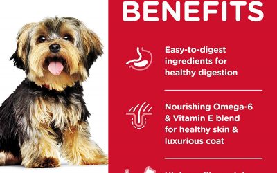 Tips and Advice For Feeding Your Yorkshire Terrier