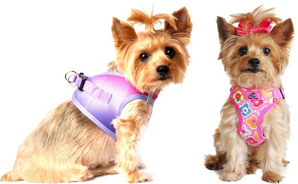 yorkshire terrier clothes & accessories