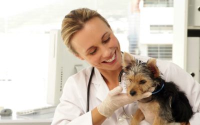Six Common Yorkie Health Problems to Watch For