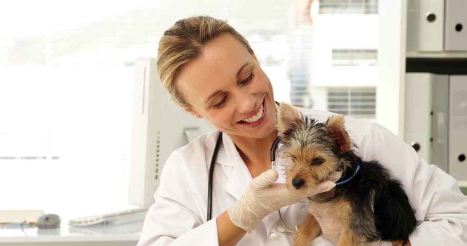 Yorkshire Terrier Health Problems