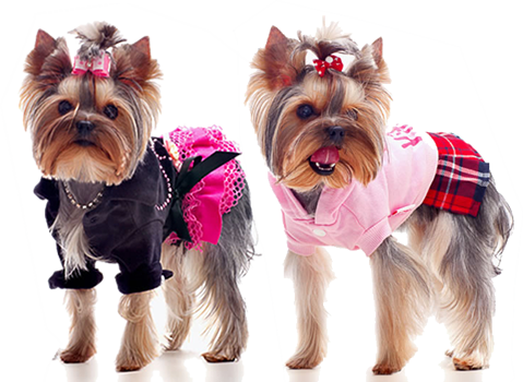 clothes for yorkshire terriers