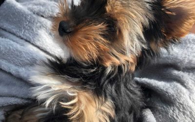How To Train A Yorkie Puppy? Tips On Training