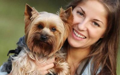 BARF Diet for Yorkshire Terrier