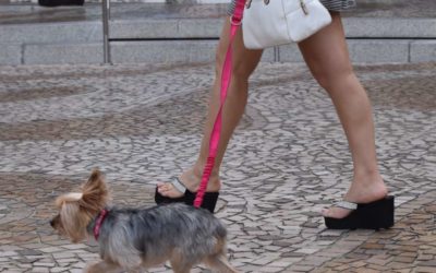Choosing the Right Dog Leash