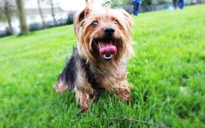 How do I keep my Yorkie Cool in the Summer? 10 Tips!