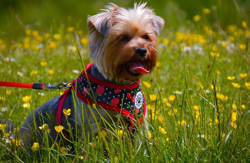 Maggie enjoying the sunshine