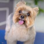 Teddy Bear Yorkie