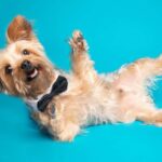 Yorkie Acting Weird