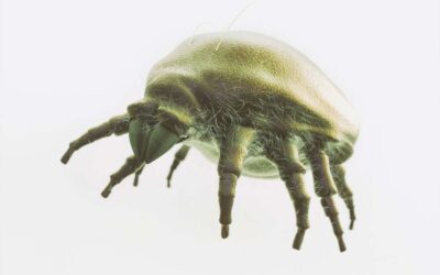 Defeating Yorkie Ear Mites: A Comprehensive Guide to Prevention and Treatment