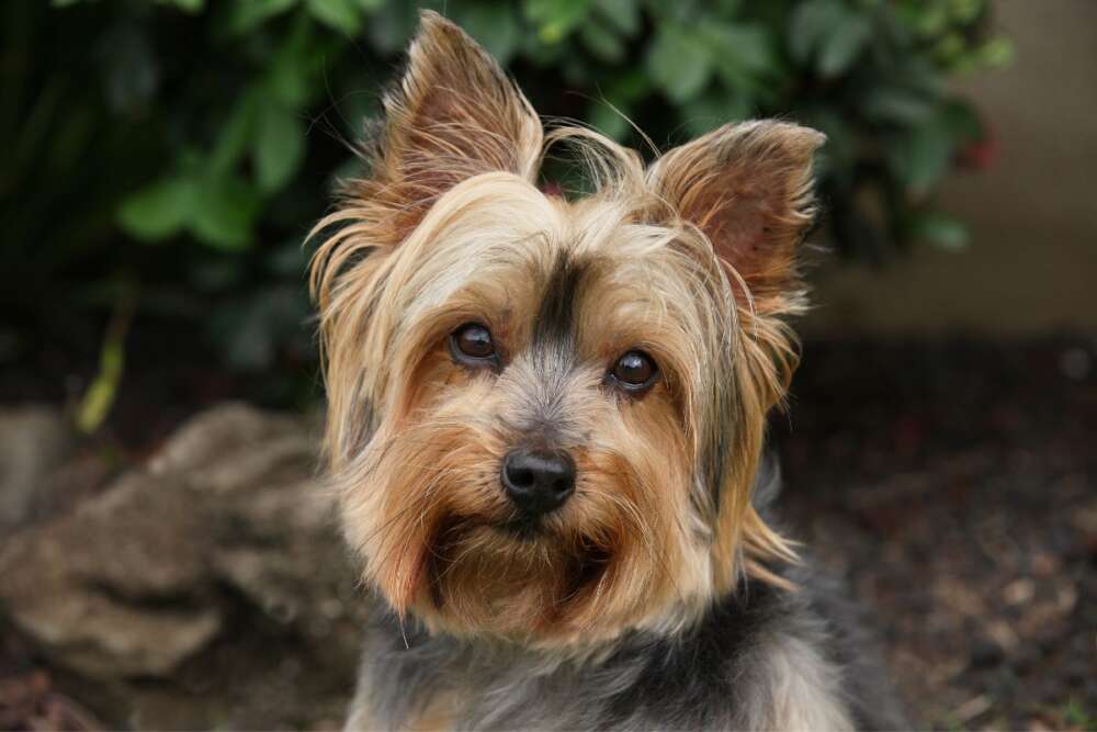 Yorkie with ears pricking up