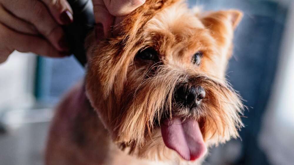 brushing yorkie