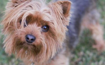 How Long is a Yorkie Pregnant?