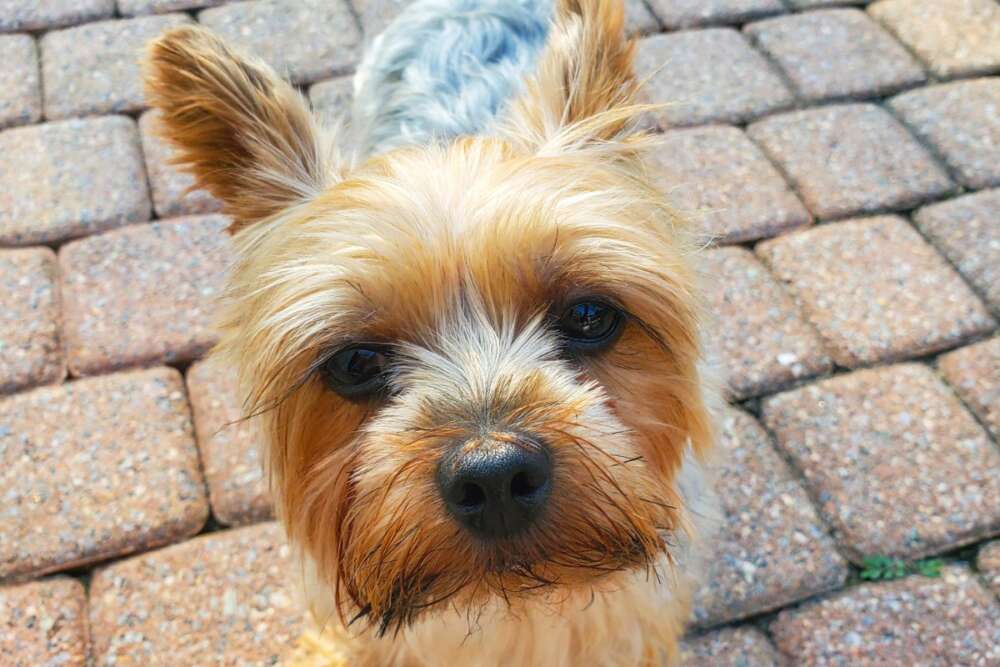 Teacup Yorkies: A Comprehensive Overview for Prospective Owners