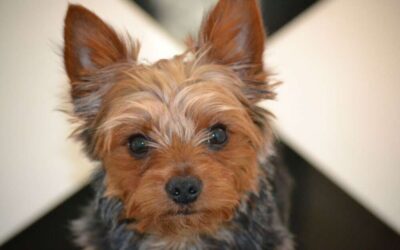 The Ultimate Guide to Dealing with Yorkie Allergies: Tips and Tricks for Pet Owners