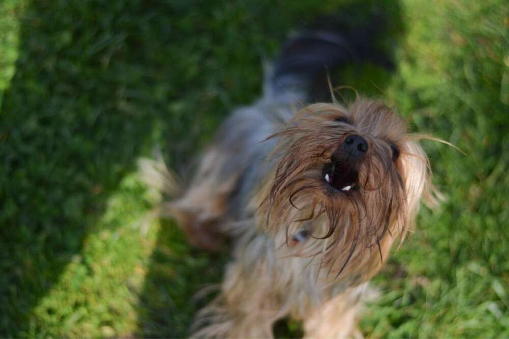 The Science Behind Yorkie Barking: Why Do They Bark So Much?