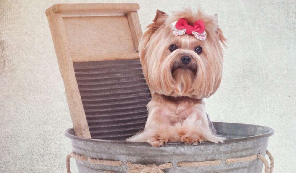 yorkie bath