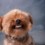 yorkie behavior