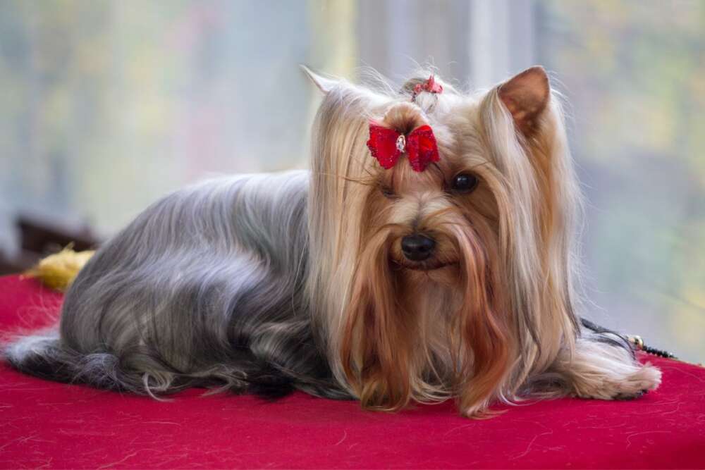 The World of Yorkie Dog Shows: A Closer Look