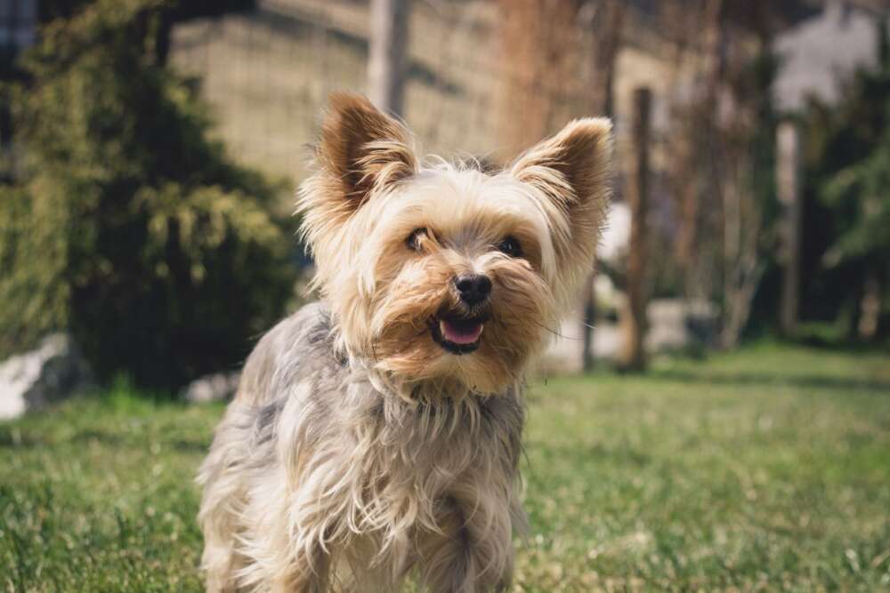 yorkie eating poop