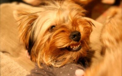 Yorkie Aggressive Issues: Tips for Taming The Beast!