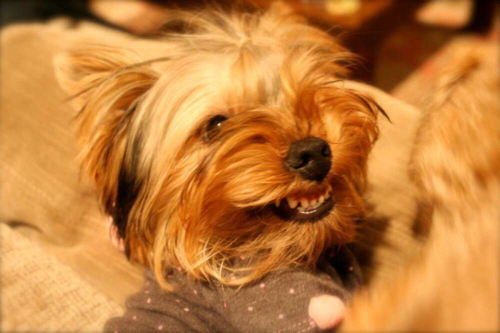 yorkie growling