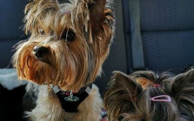 Why Every Yorkie Deserves a Throne on Wheels: The Benefits of Dog Car Seats