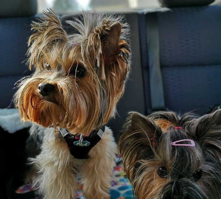 Why Every Yorkie Deserves a Throne on Wheels: The Benefits of Dog Car Seats