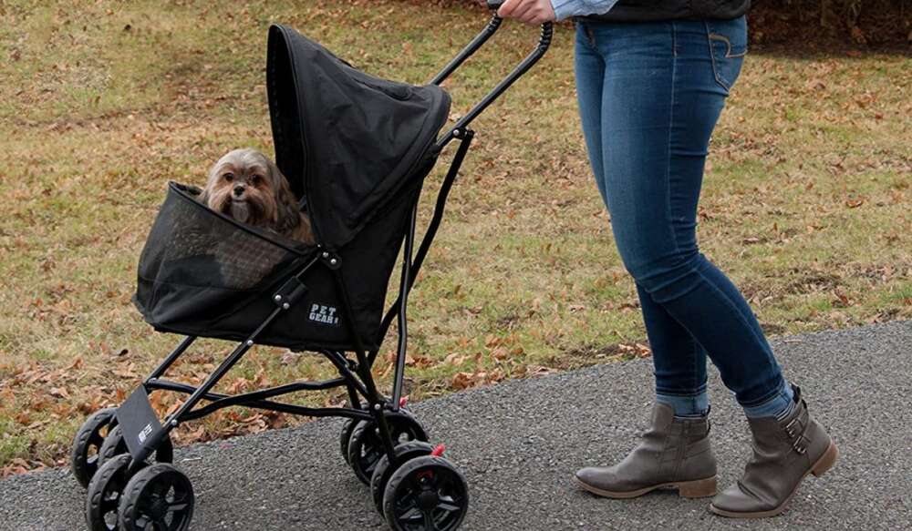 yorkie in pet carrier