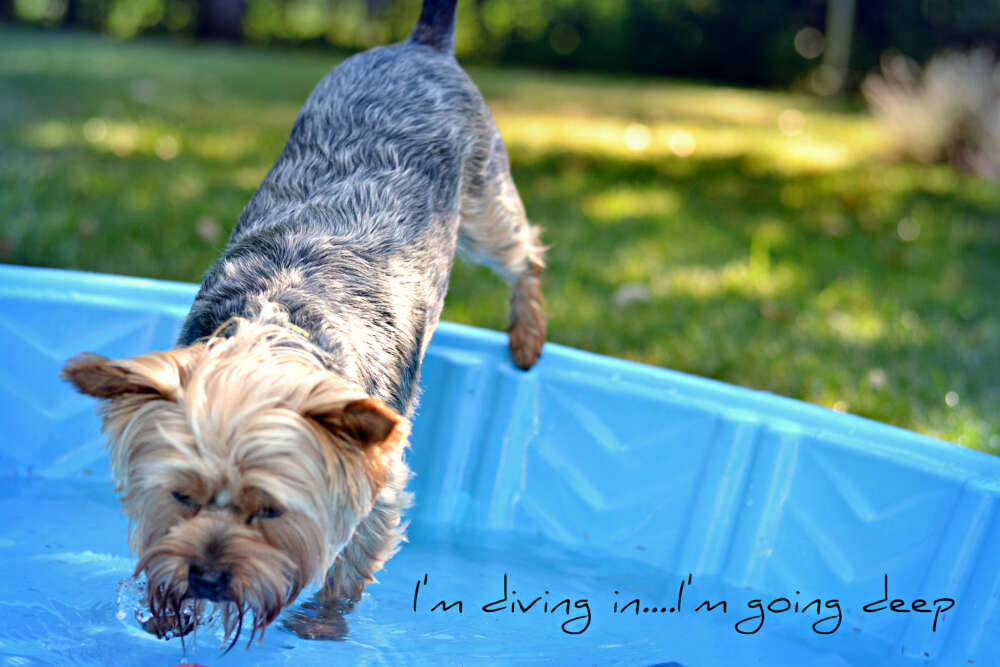 yorkie jumping into baby pool