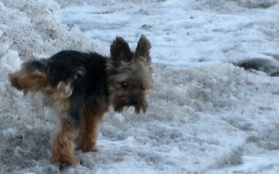 Understanding Yorkshire Terrier Marking: Tips and Tricks for Managing Your Dog’s Behavior