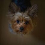 yorkie separation anxiety