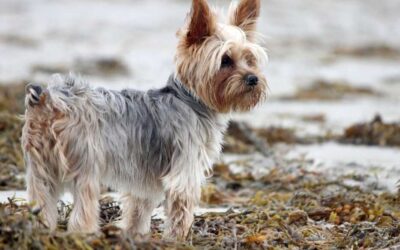 Yorkie Tail Docking: Understanding the Controversy and the Facts