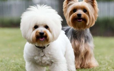 Bichon Frise vs Yorkie: Battle of the Hypoallergenic Cuties!