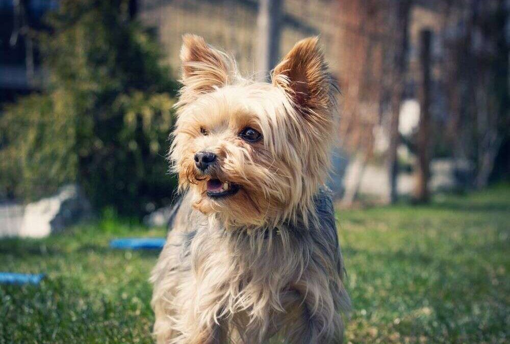 Yorkie Heat Cycle: What You Need to Know