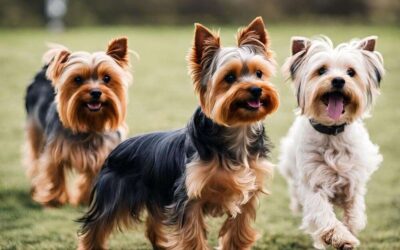 How to Improve Your Yorkie’s Social Skills