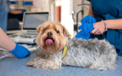 Yorkie Spay Surgery: What You Need to Know