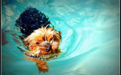 Water Safety for Yorkies: Preventing Drowning and Ensuring a Safe Swim