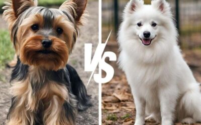 Yorkie vs American Eskimo Dog: A Clash of Tiny Titans!