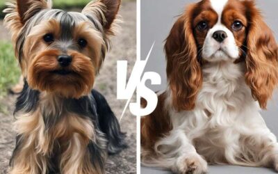 Yorkie vs Cavalier King Charles Spaniel: Royal Rumble!