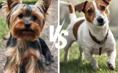 Yorkie vs Jack Russell Terrier: Which Terrier Takes the Trophy?
