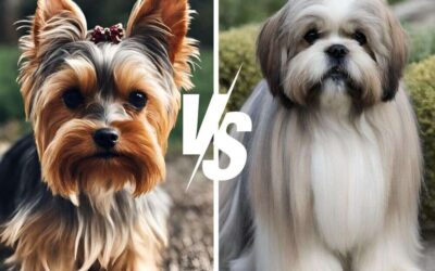 Yorkie vs Lhasa Apso: Unmasking the Most Mysterious Mini!