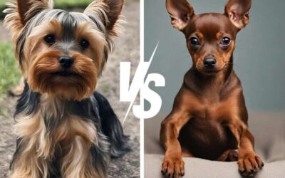 Yorkie vs Miniature Pinscher: Small Breeds, Big Personalities!