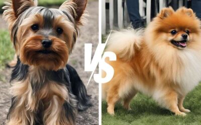 Yorkie vs Pomeranian Comparison: The Battle of the Toy Breeds!