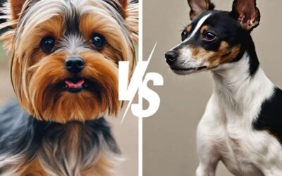 Yorkie vs Rat Terrier: Choose Your Perfect Pint-Sized Pal!